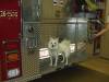 ProntotheFireHouseDog2.jpg